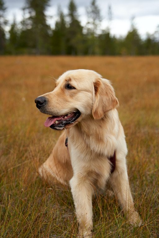 The Comprehensive Guide to Golden Retrievers: Understanding Your Furry Companion
