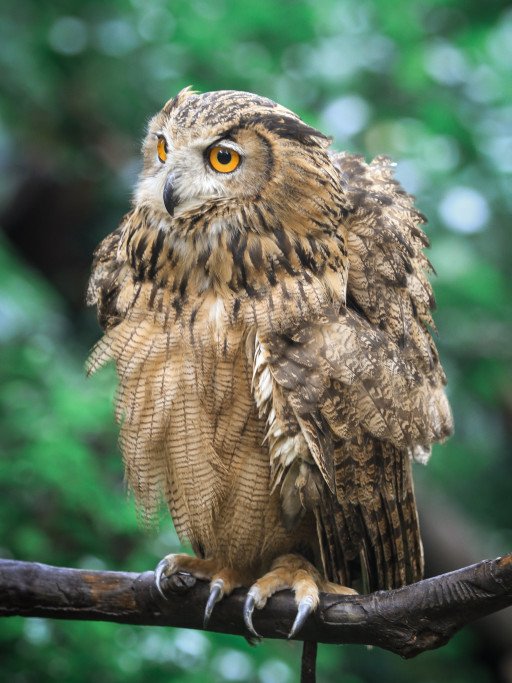 The Comprehensive Guide to Understanding the Owl: Nature's Majestic Bird of Prey