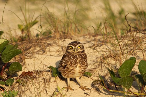The Comprehensive Guide to Understanding Burrowing Owl Prey