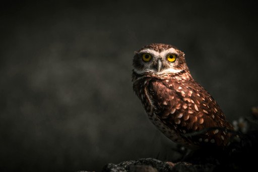 Burrowing Owl Dietary Habits