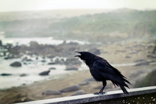 Mysterious Visitors: Understanding the Black Crow Presence Around Your Home