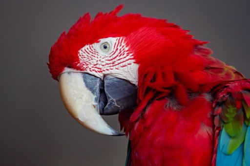Hahns Macaw: The Perfect Companion Parrot for Avian Enthusiasts