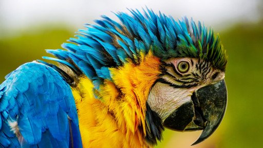 Hahns Macaw Companion Parrot