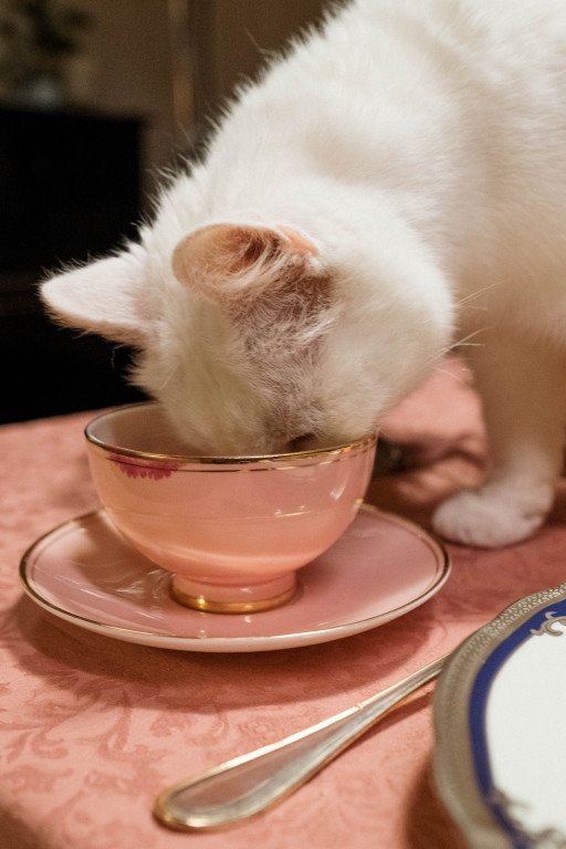 The Ultimate Guide to Selecting the Best Indoor Cat Food for Optimal Feline Health and Vitality