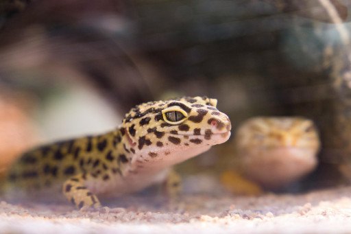 The Ultimate Guide to Keeping a Leopard Gecko as Your Cherished Pet