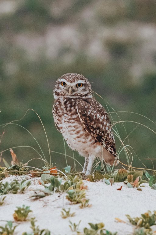Comprehensive Guide to Understanding the Diet of Burrowing Owls