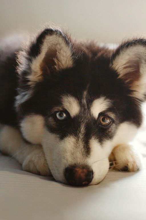 The Enchanting World of Cute Huskies: Discovering the Joy and Exuberance of Siberian Pups