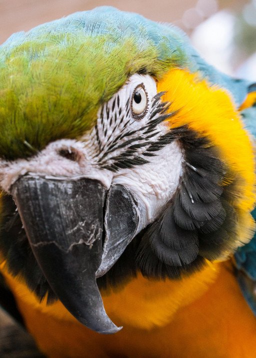 Comprehensive Guide to Managing Eye Infections in Birds
