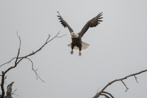 Immature Bald Eagle Flight