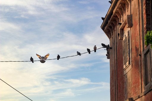 Modena Pigeons Breeders Guide
