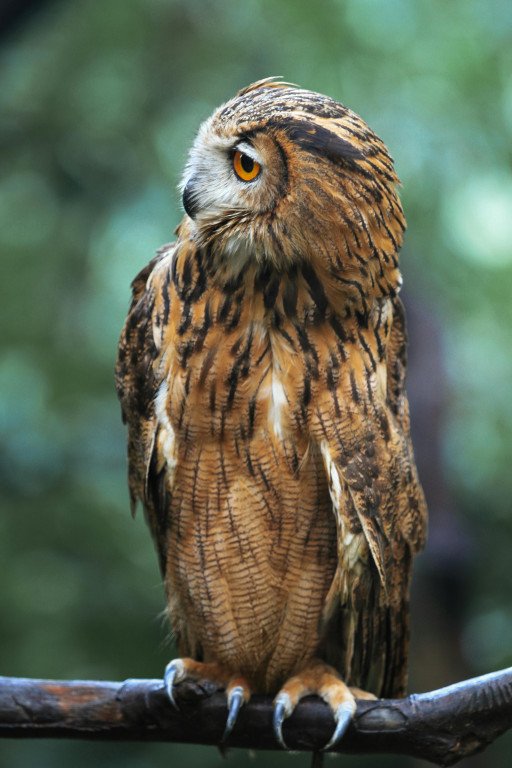 The Mystical World of Owls at Night: Unveiling the Secrets of These Nocturnal Predators