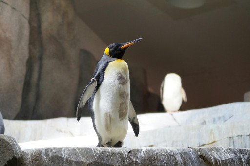 Save the Penguin: Conservation Efforts for Earth’s Iconic Flightless Birds